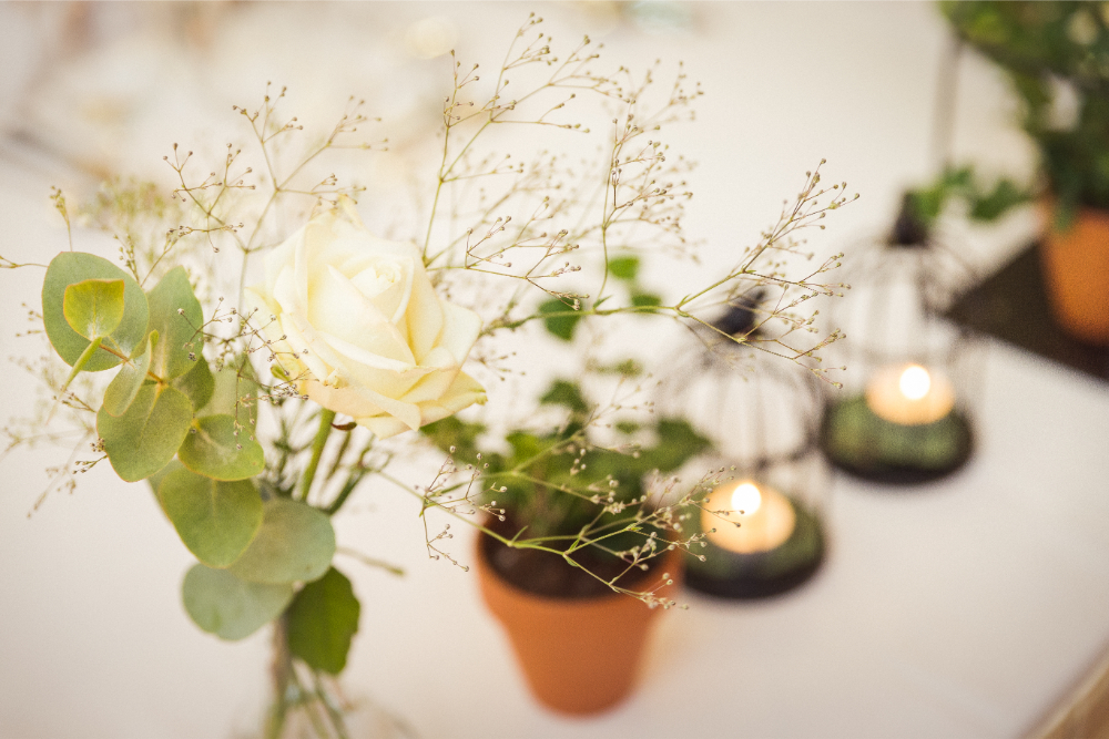 Hvite blomster med myke, kremgule sentre står i fokus i forgrunnen, mens flere blomster i bakgrunnen blir gradvis mer uskarpe, noe som gir et drømmende og rolig uttrykk. Foto.