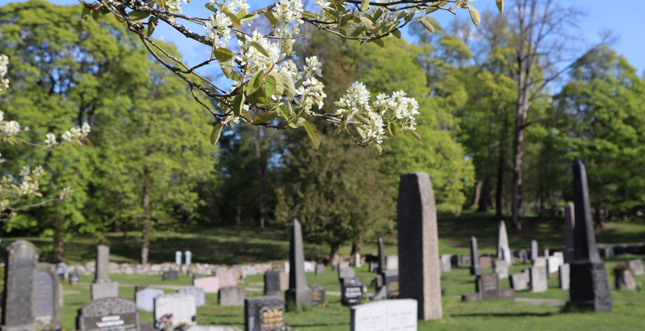En gravplass med utydelige gravstener, en gren med hvite blomster vises i forgrunnen. Foto.